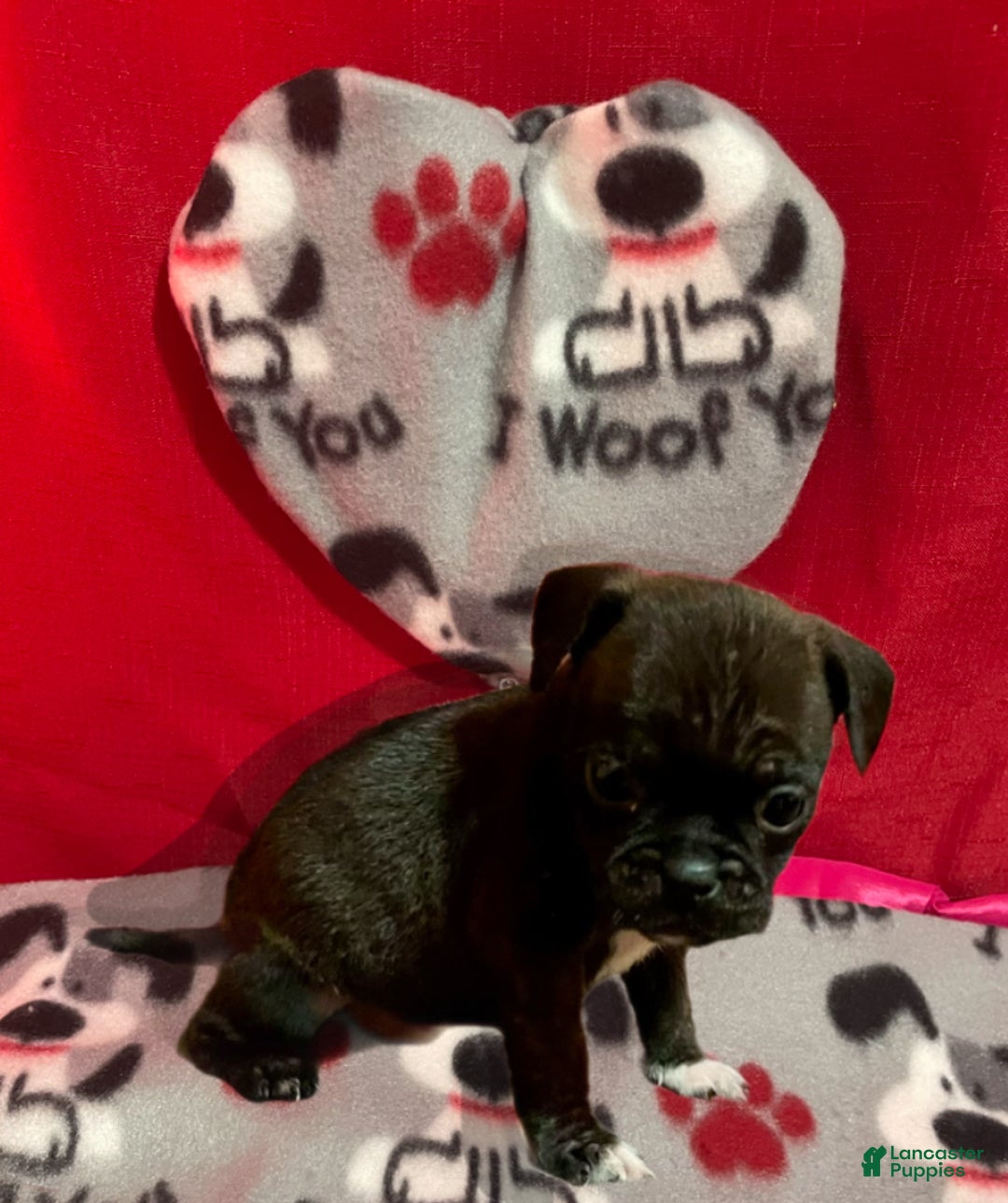 Mixed Breed dogs for sale: Romeo - Ad 2