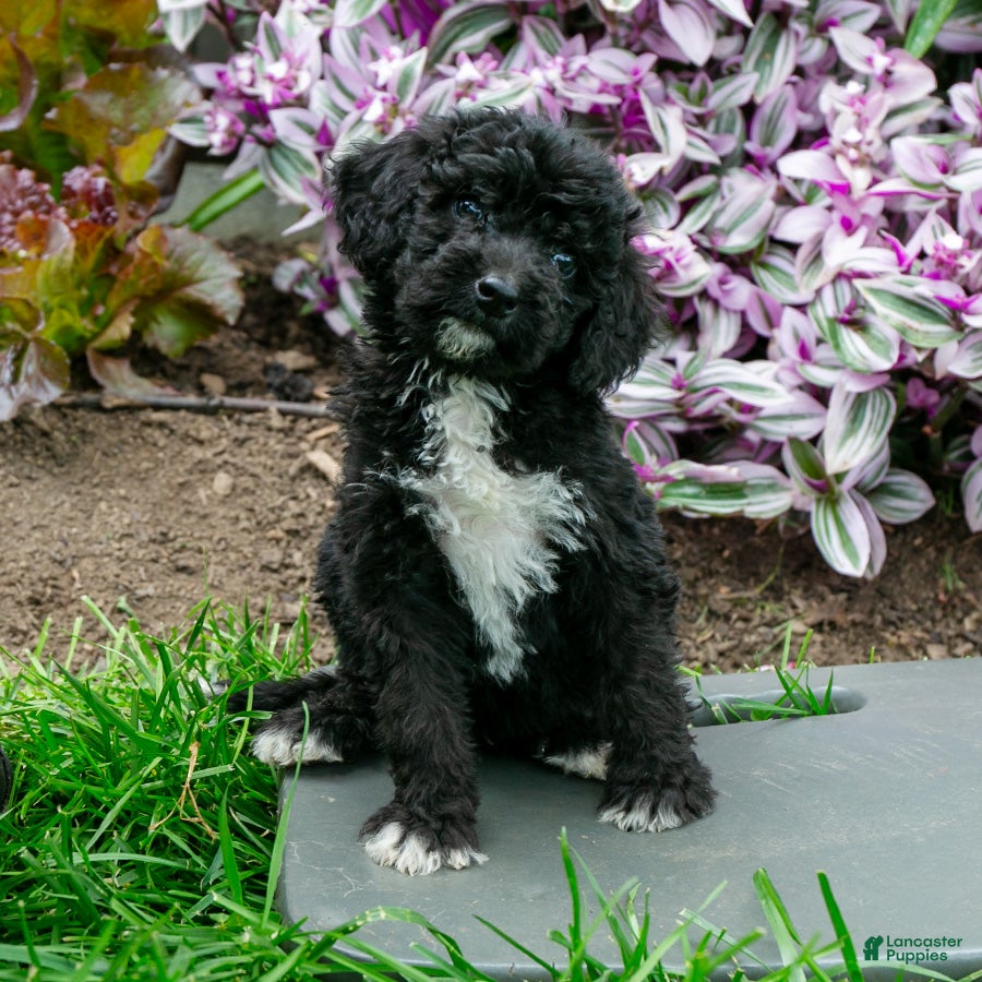Bernedoodle dogs Honey - Ad 2