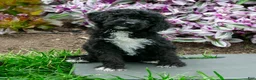 Bernedoodle dogs for sale: Honey - Ad 2