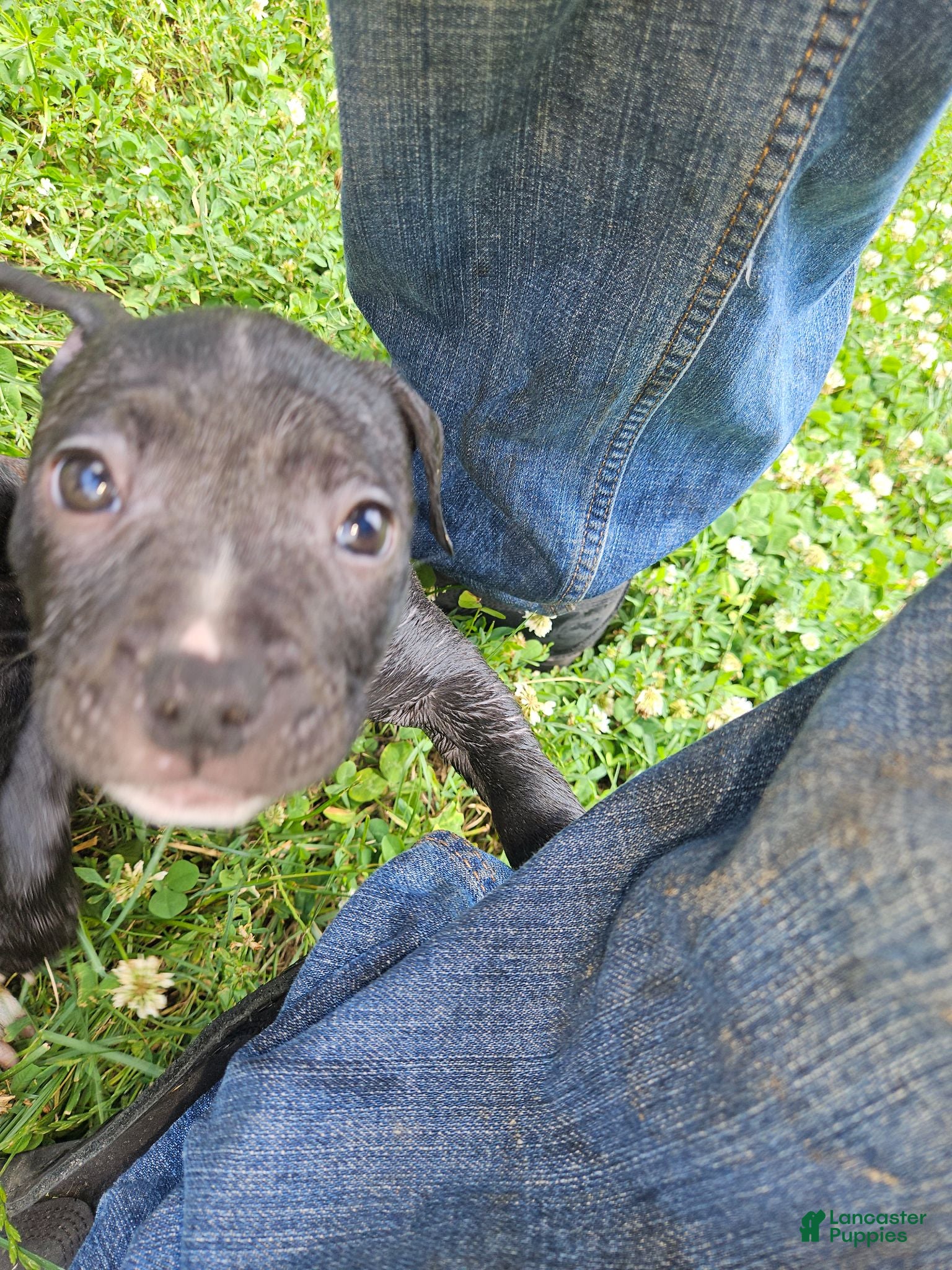 Mixed Breed dogs Denmark  - Ad 2