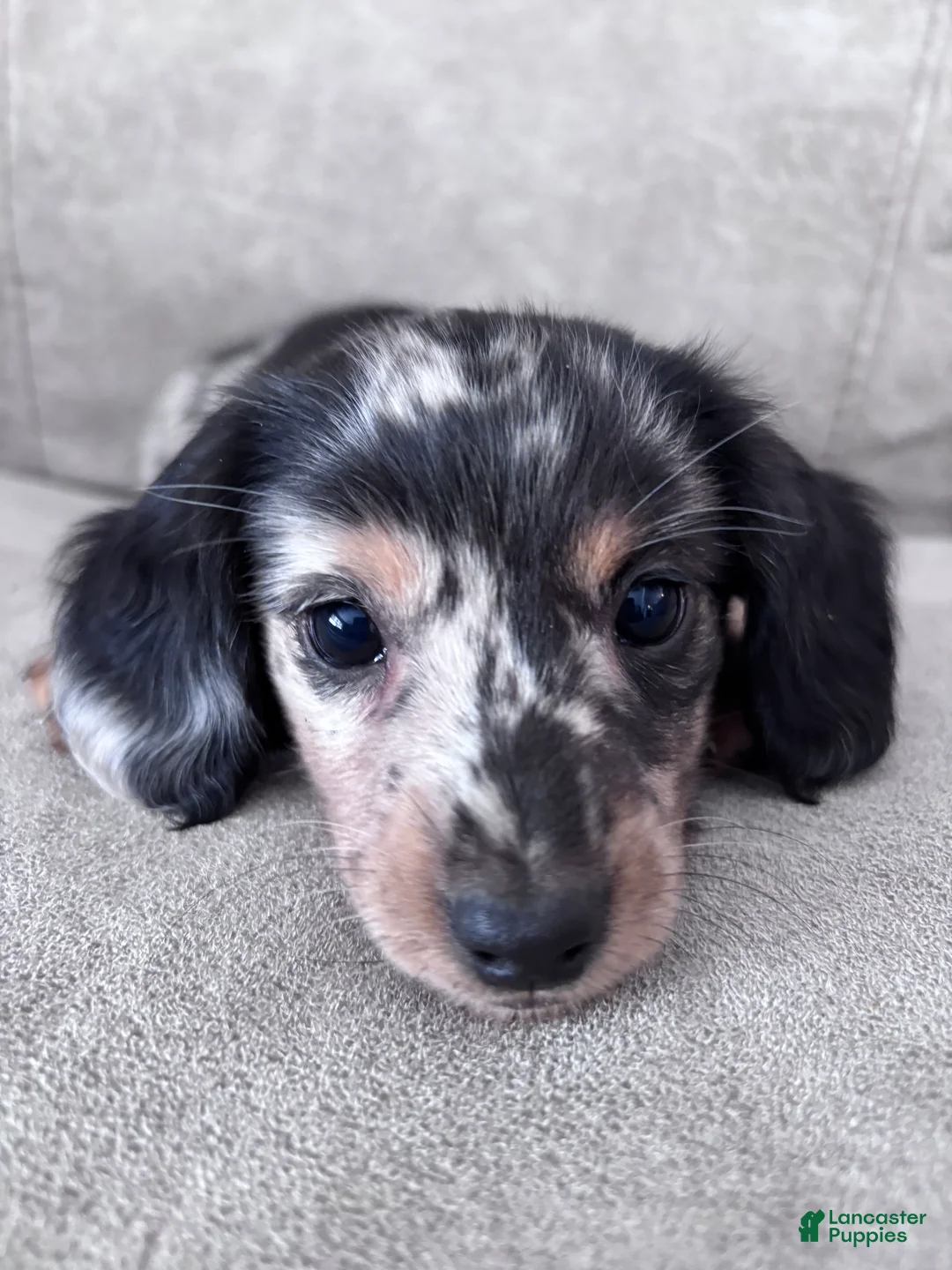 Miniature Dachshund dogs for sale: Miette - Ad 6