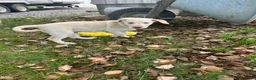 Labrador Retriever dogs for sale: Honey - Ad 11