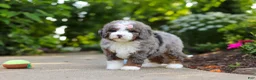 Mini Bernedoodle dogs for sale: Remi - Ad 5