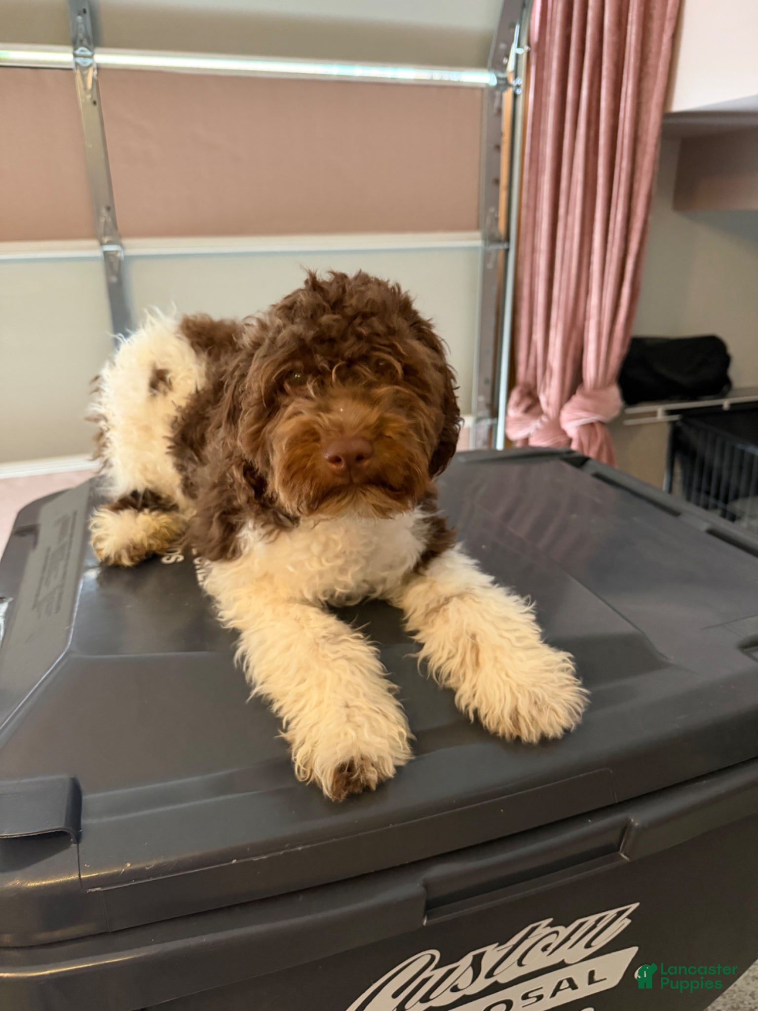 Havapoo dogs Havapoo Puppy 1 - Ad 1