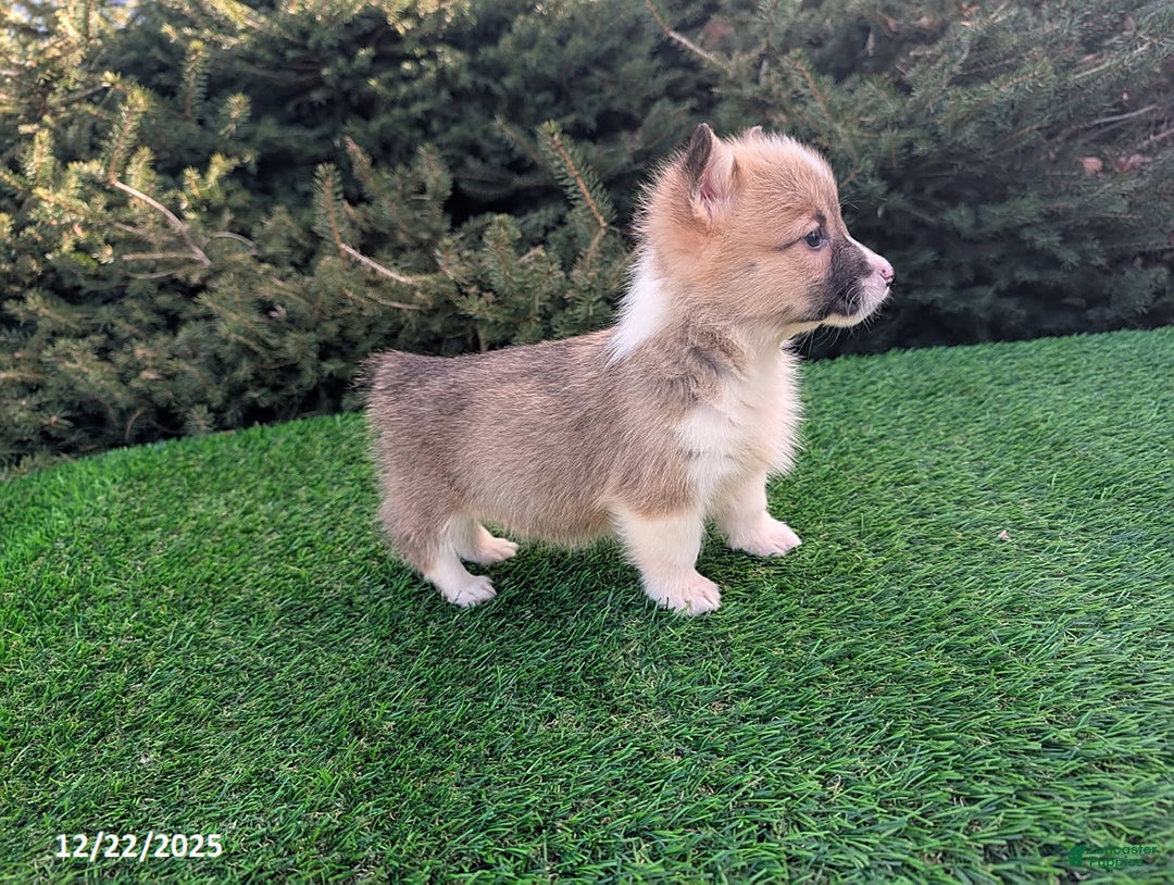 Welsh Corgi Pembroke dogs for sale: Kayla - Ad 4
