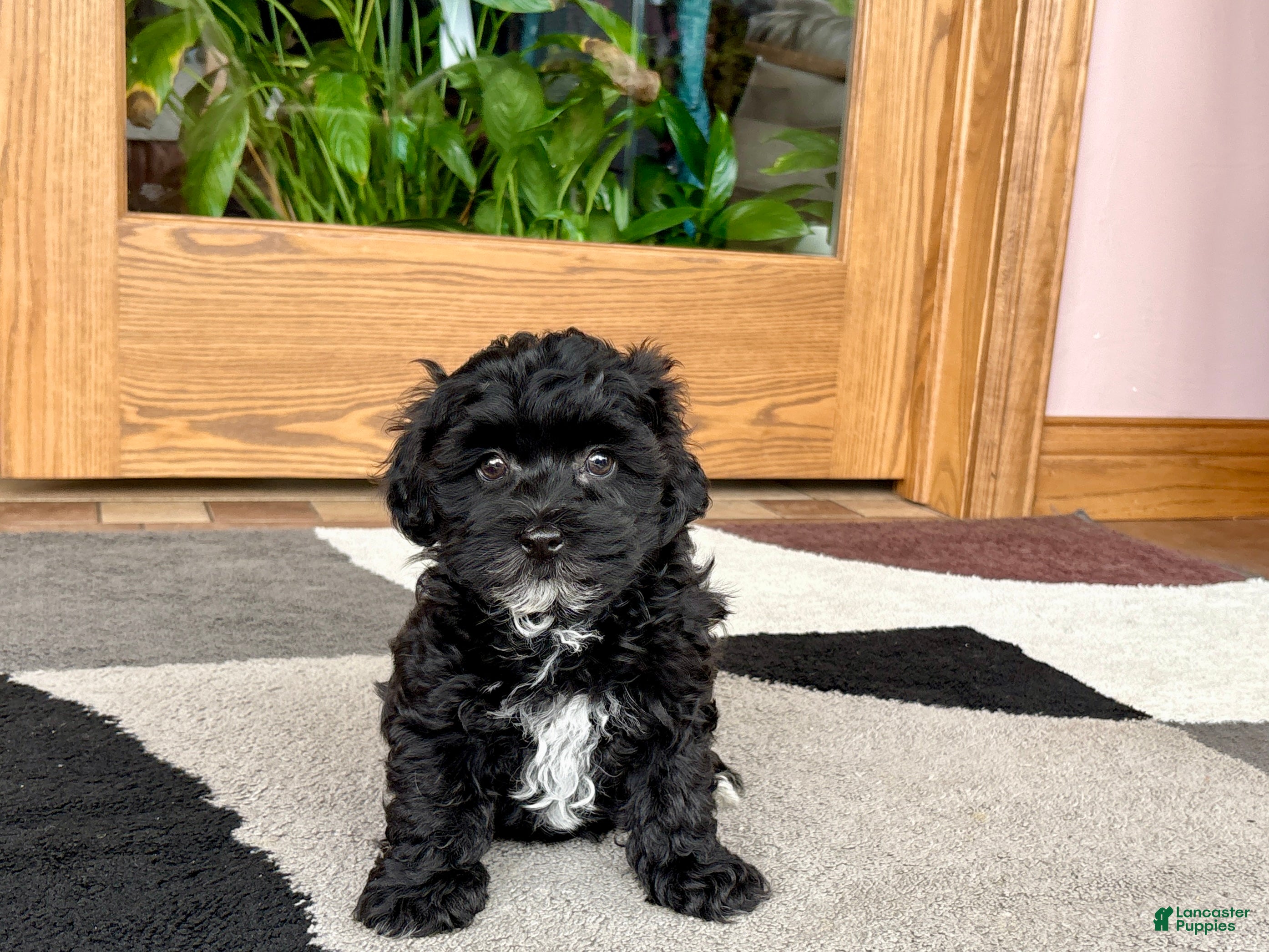 Havapoo dogs Havapoo Puppy 4 - Ad 2