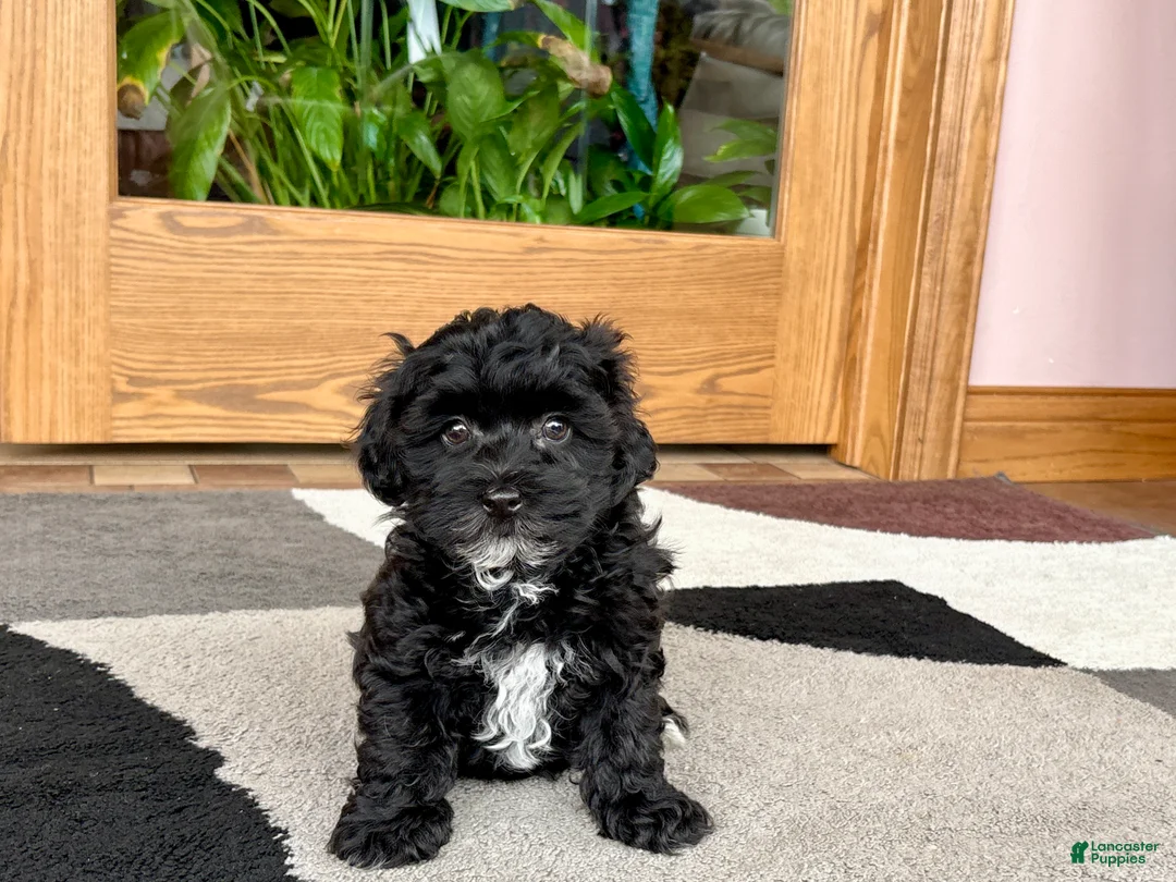 Havapoo dogs for sale: Havapoo Puppy 4 - Ad 2