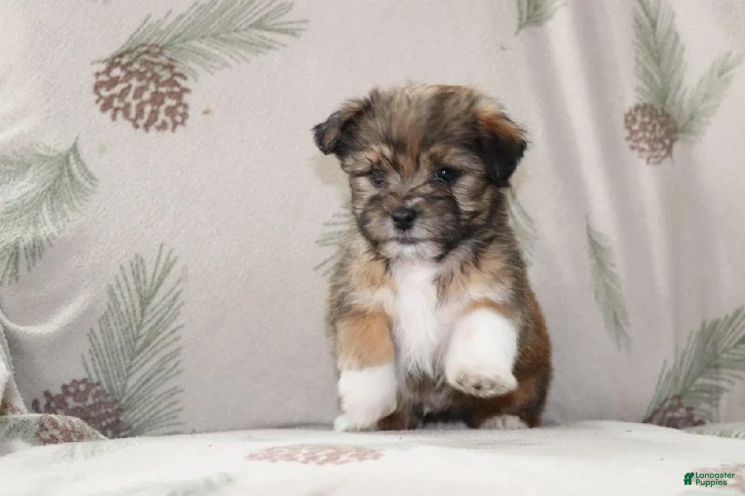 Mixed Breed dogs for sale: Curly - Ad 4
