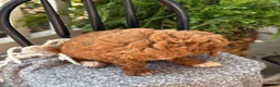 Mini Goldendoodle dogs for sale: Waffles - Ad 9