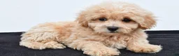 Maltipoo dogs for sale: Bella - Ad 1