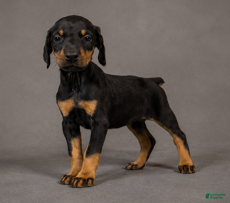 Doberman Pinscher dogs Tempra - Ad 8