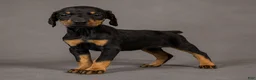 Doberman Pinscher dogs for sale: Tempra - Ad 1