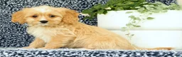 Cavapoo dogs for sale: Walker - Ad 5