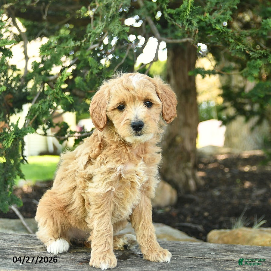 Goldendoodle dogs Misty - Ad 1
