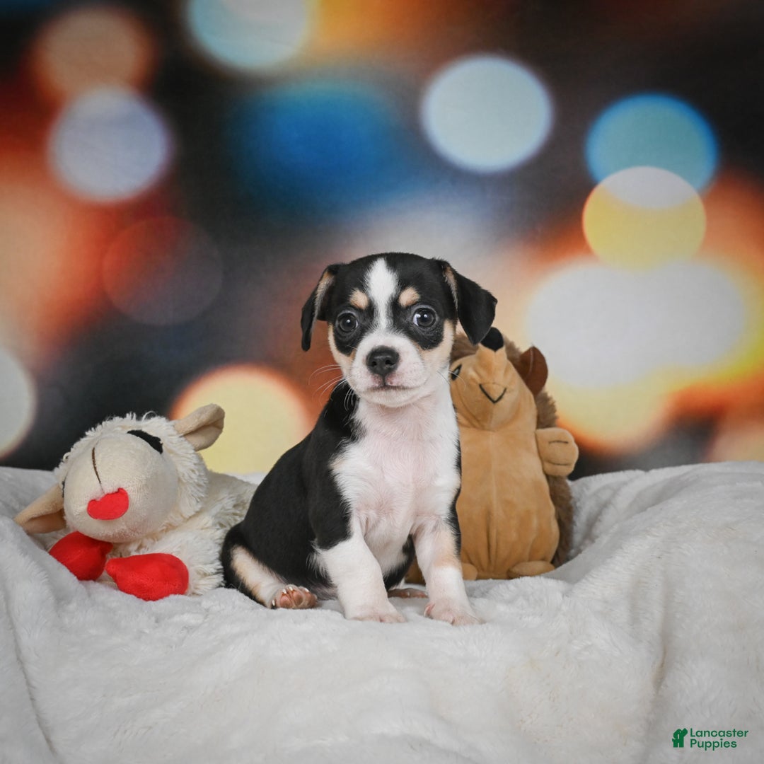 Chihuahua dogs for sale: Glen - Ad 2