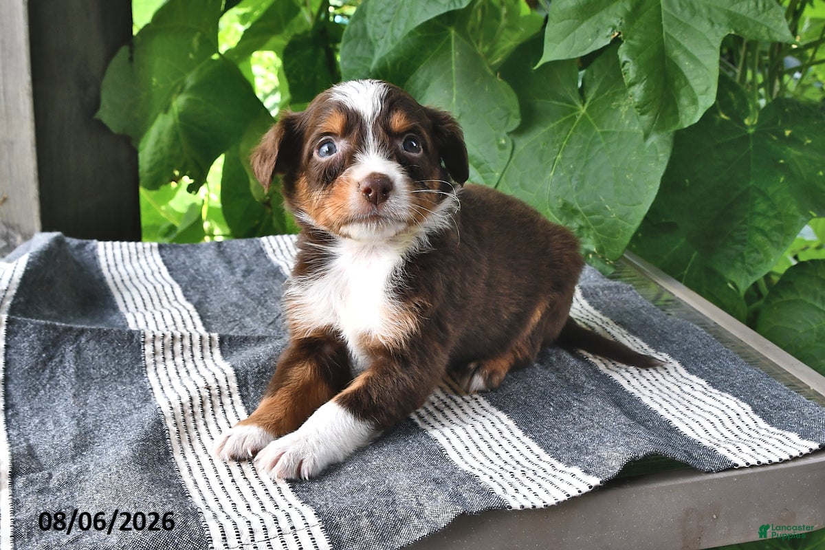 Mixed Breed dogs Gracie - Ad 1