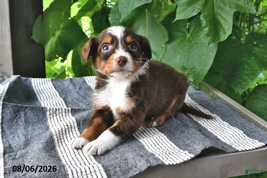Mixed Breed dogs for sale: Gracie - Ad 1