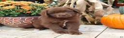 Newfoundland dogs for sale: Lacey - Ad 8