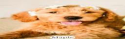 Goldendoodle dogs for sale: Maple - Ad 13
