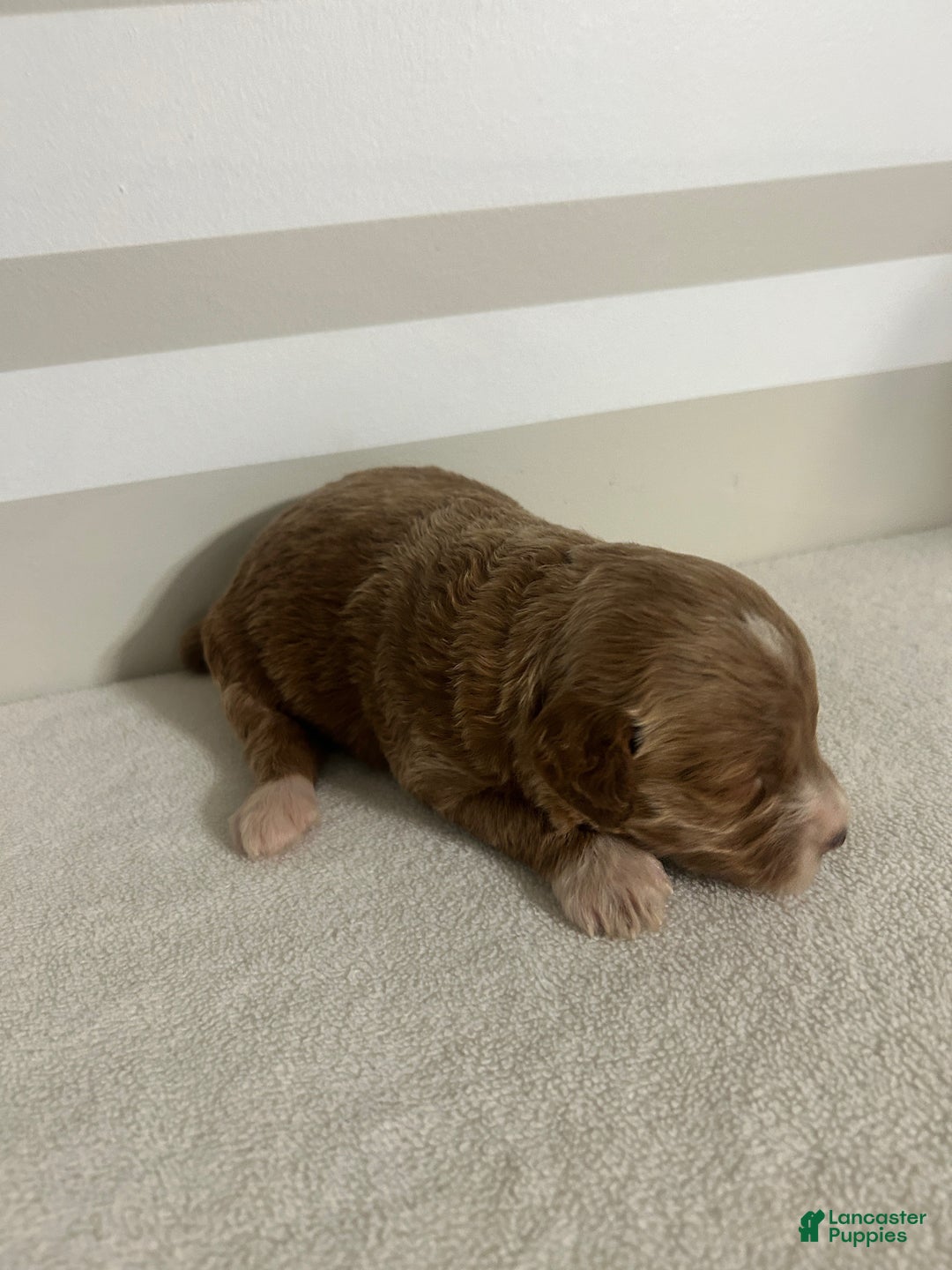 Mini Goldendoodle dogs for sale: Cindy - Ad 7