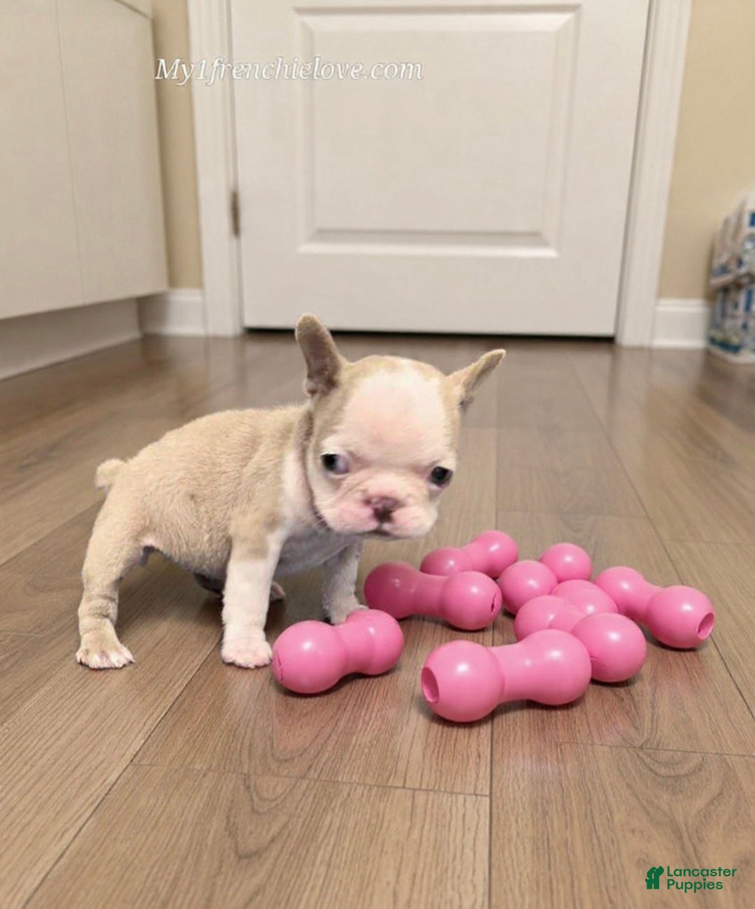 French Bulldog dogs Brownie - Ad 1