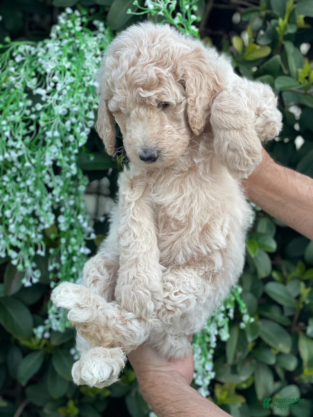 Goldendoodle dogs for sale: Sandy  - Ad 4