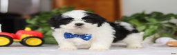 Shih Tzu dogs for sale: Adam - Ad 2