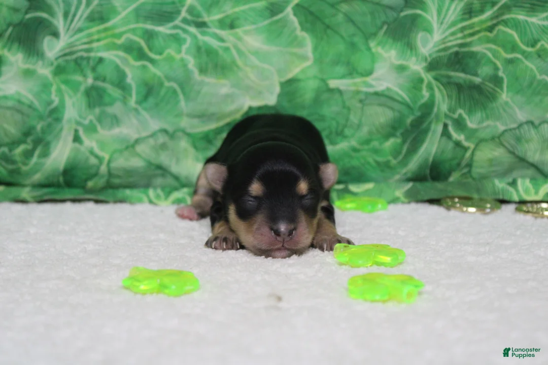 Morkie dogs for sale: Julie  - Ad 2