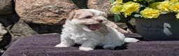 Havanese dogs for sale: Talia - Ad 2