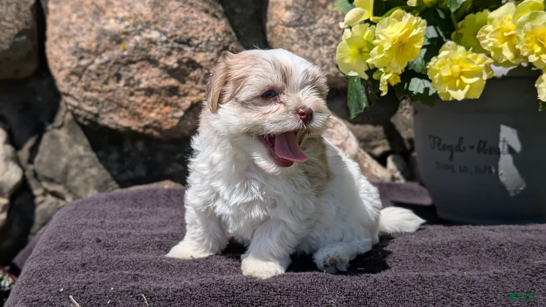 Havanese dogs for sale: Talia - Ad 2