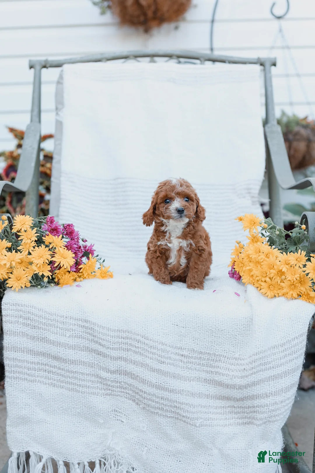 Cockapoo dogs for sale: Carter - Ad 19