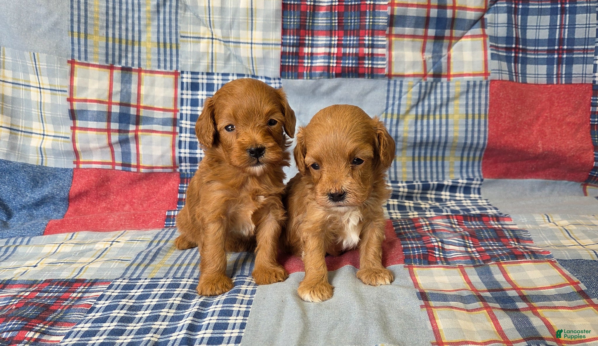 Cavapoo dogs Meadow - Ad 1