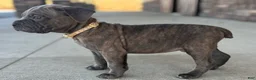 Cane Corso dogs for sale: Stan - Ad 2