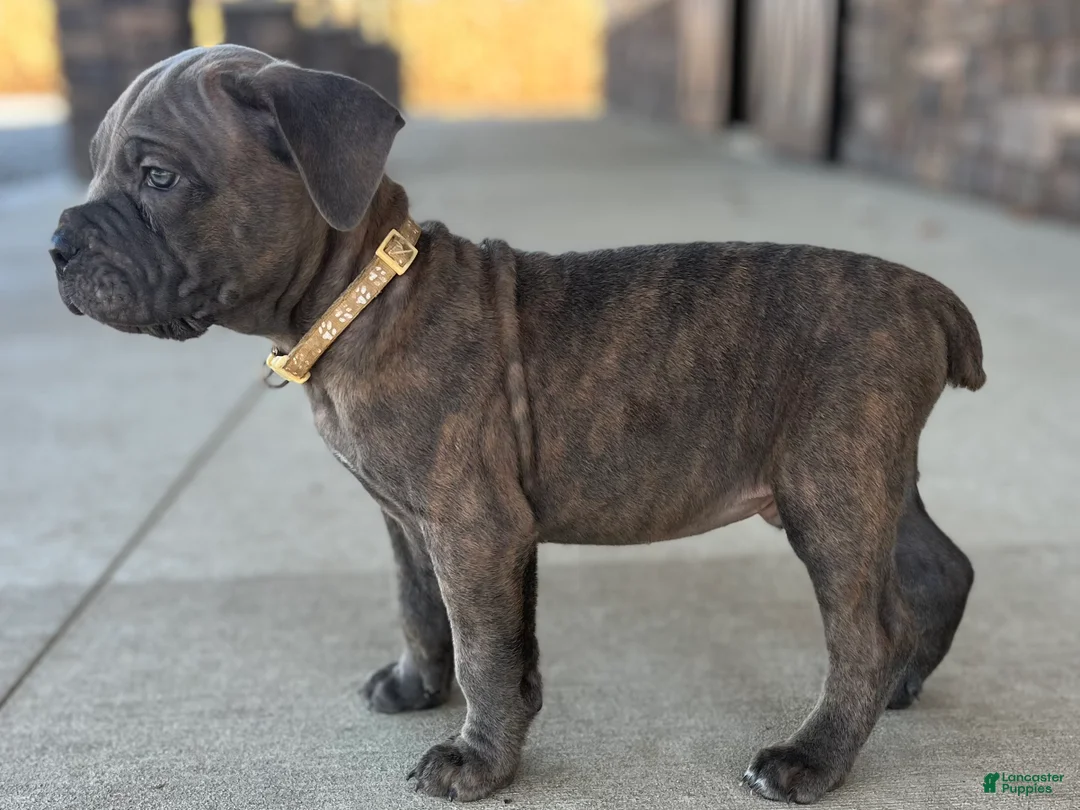 Cane Corso dogs for sale: Stan - Ad 2