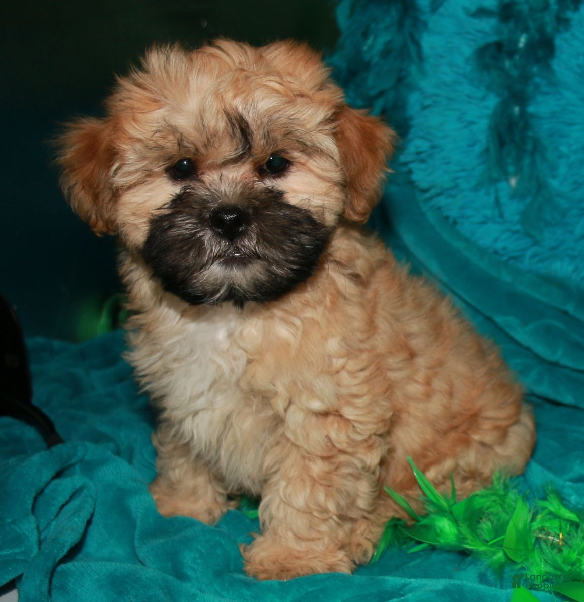 Shihpoo dogs Luke - Ad 2