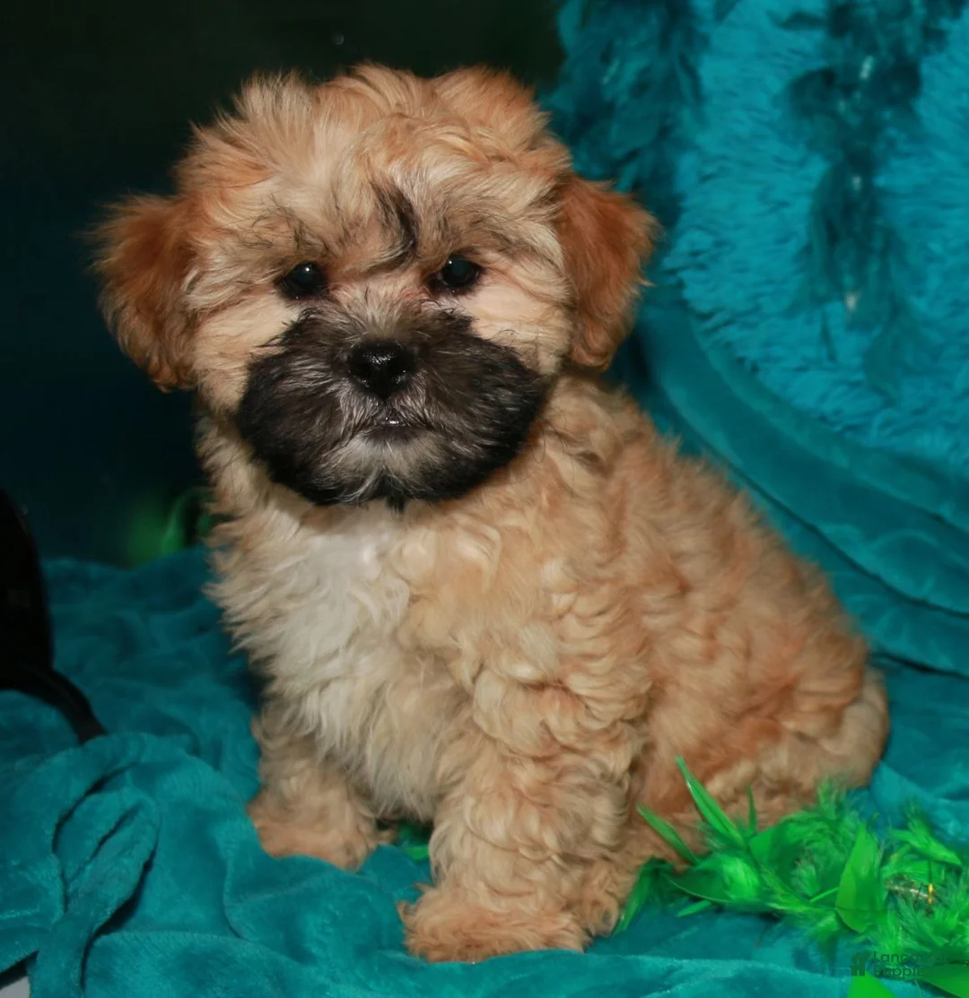 Shihpoo dogs for sale: Luke - Ad 2