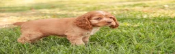Cocker Spaniel dogs for sale: Alexa Cocker Spaniel  - Ad 6