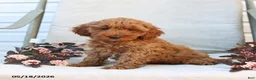 Cockapoo dogs for sale: Jason - Ad 10