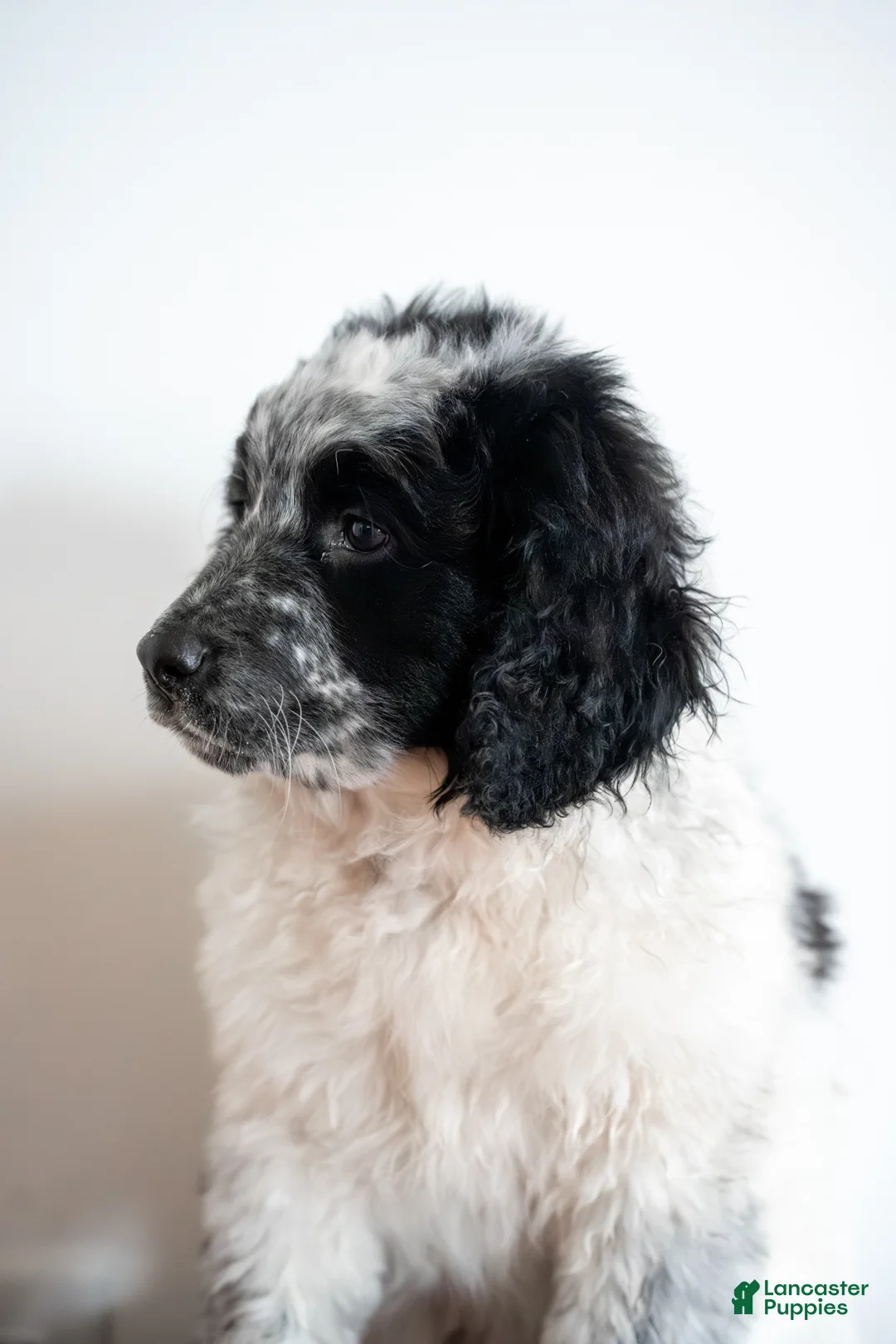 Bernedoodle dogs for sale: Bernedoodle Puppy 8 - Ad 2