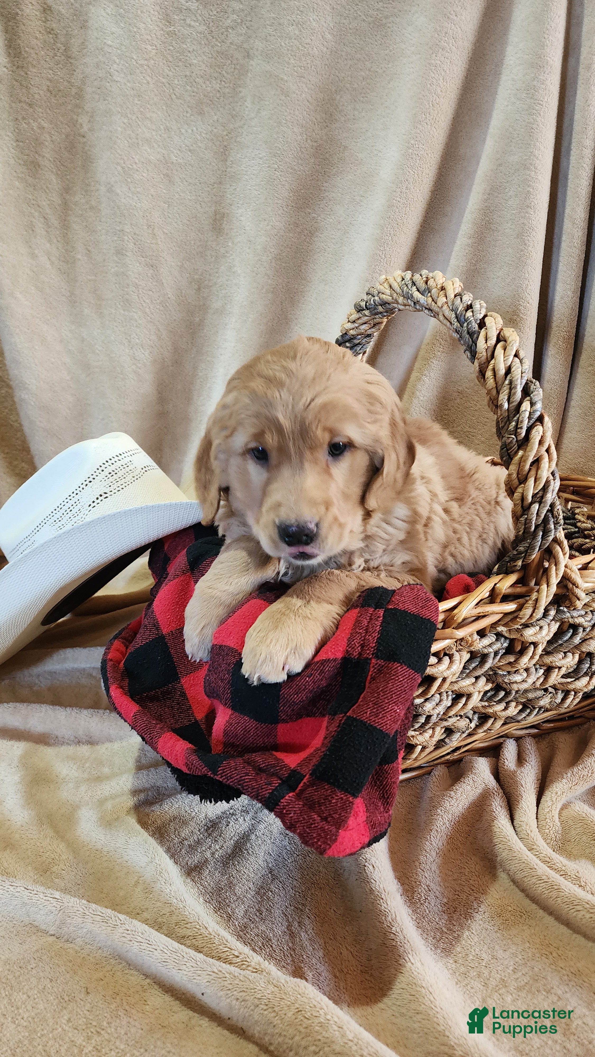 Golden Retriever dogs Robby - Ad 16