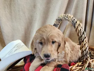 Golden Retriever dogs Robby - Ad 16