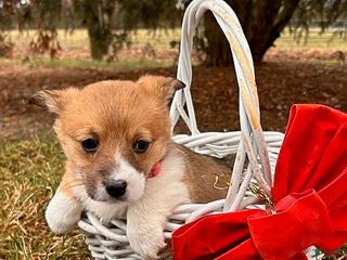 Welsh Corgi Pembroke dogs Clementine - Ad 7