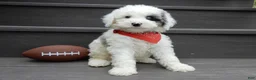 Sheepadoodle dogs for sale: Tucker-MEDIUM - Ad 7