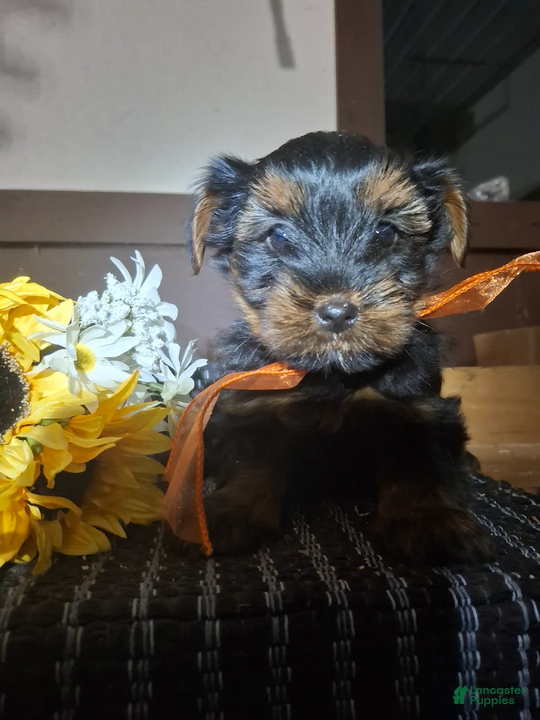 Yorkshire Terrier dogs for sale: Yorkshire Terrier Puppy 3 - Ad 2