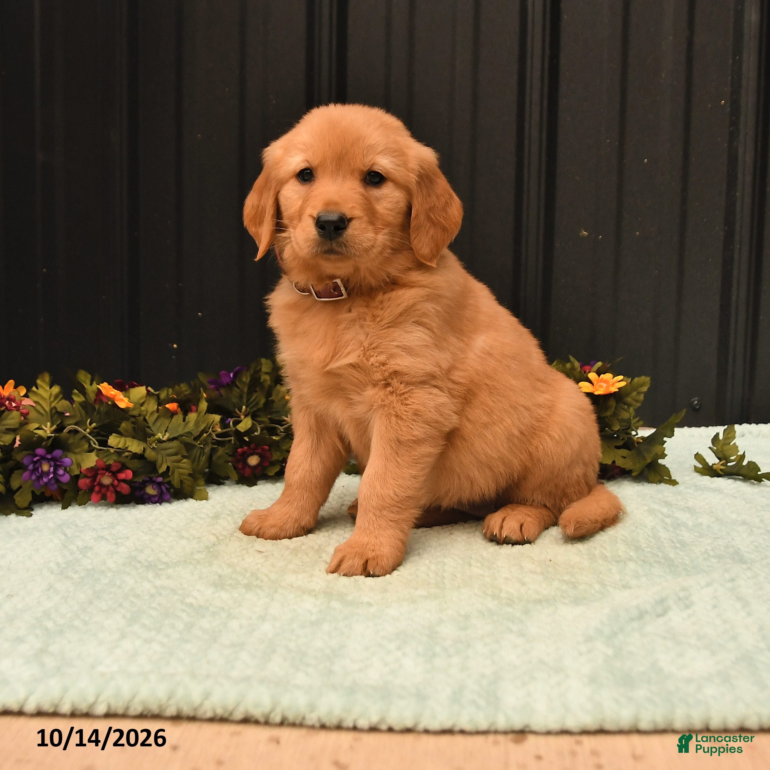 Golden Retriever dogs Brook - Ad 1