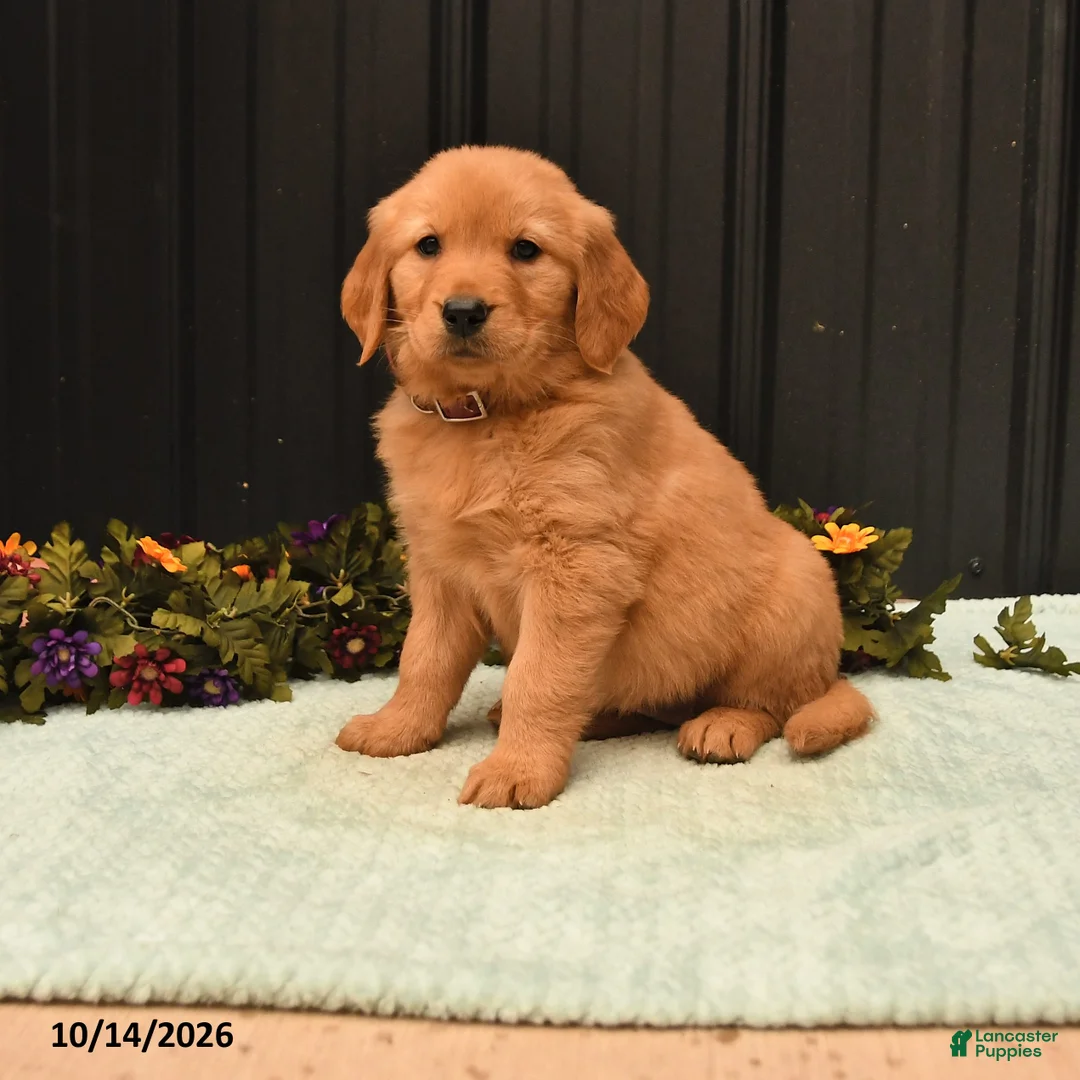 Golden Retriever dogs for sale: Brook - Ad 1