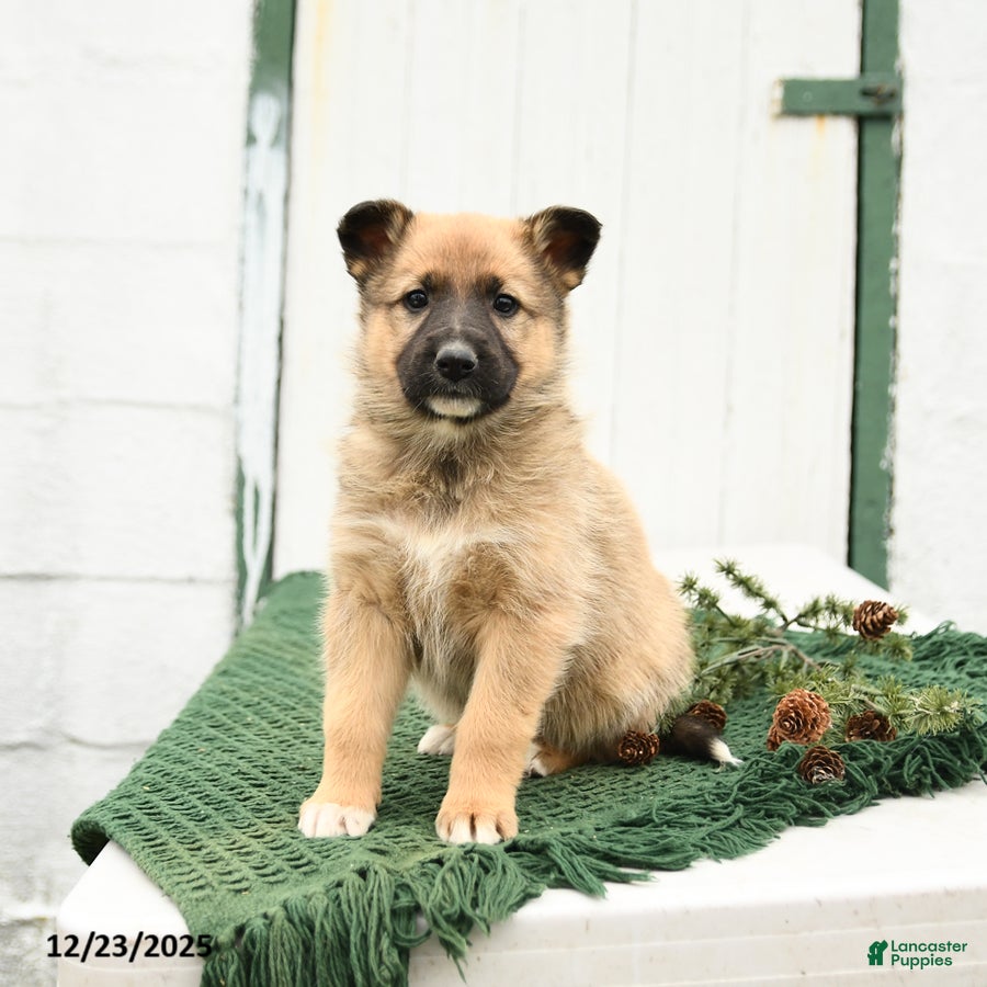 Mixed Breed dogs Bailey - Ad 1