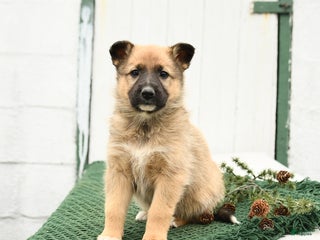 Mixed Breed dogs Bailey - Ad 1