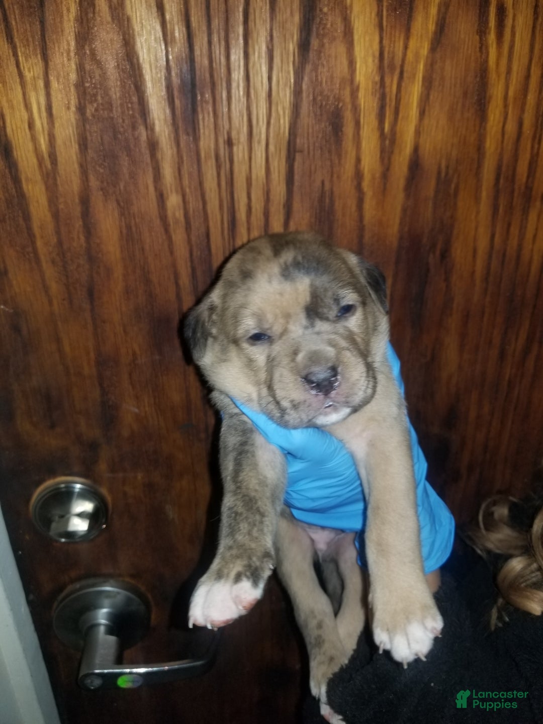 Cane Corso dogs for sale: Cane Corso Puppy 5 - Ad 1