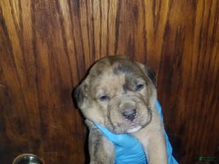 Cane Corso dogs Cane Corso Puppy 7 - Ad 5
